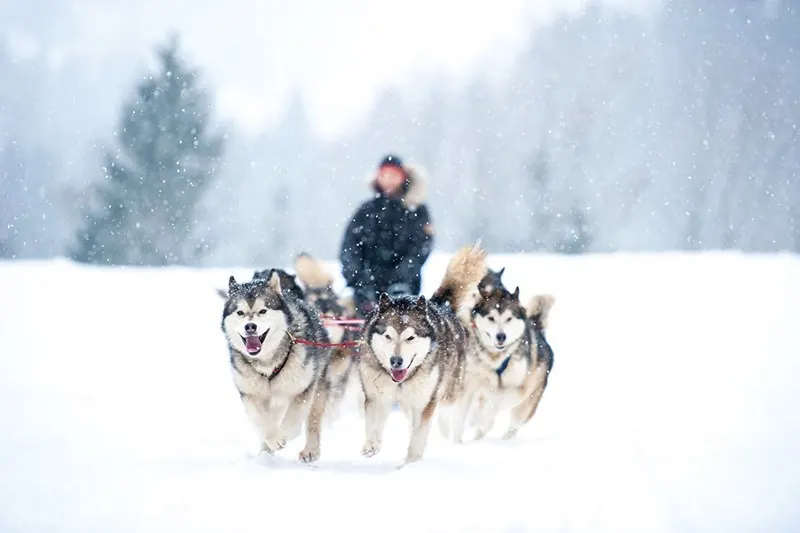 Hundspann